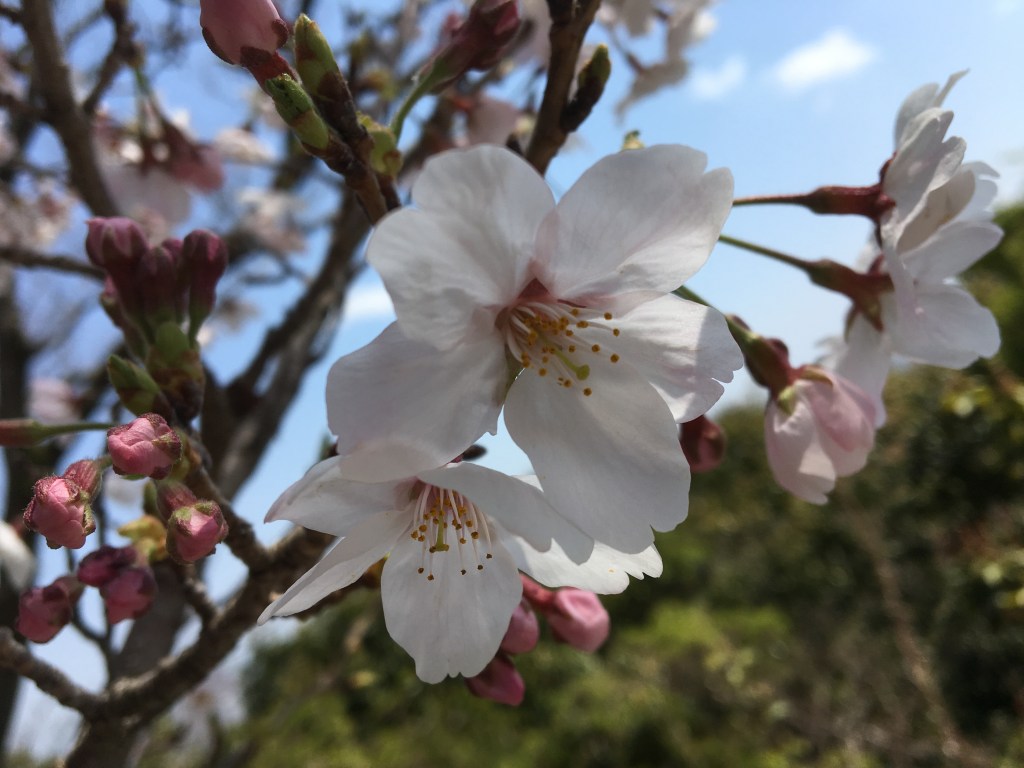 2026年春　合格実績🌸1期生全員が第一志望に合格！